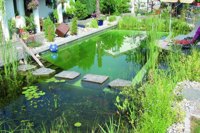 Organic Swiming: Natural Swimming Pools