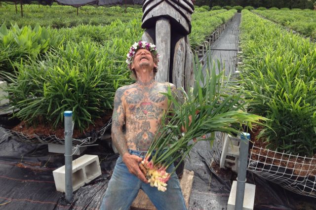 Perfecting Growing Ginger Organically