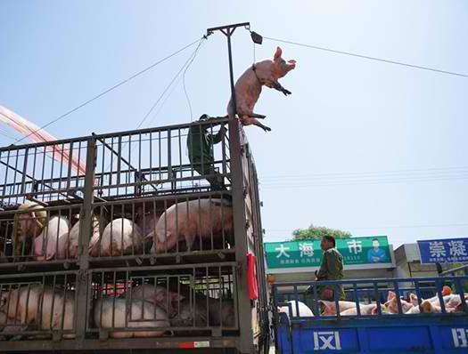 Pig Flies To Market (Image: CEN)