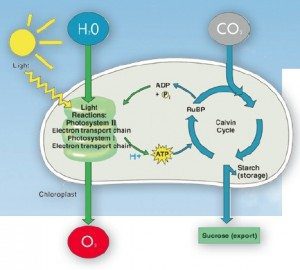 Carbon Dioxide: CO2 In Plants | Garden Culture Magazine