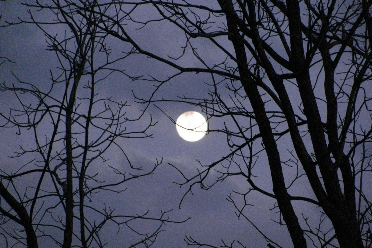 Planting By the Moon: Myth or Reality?