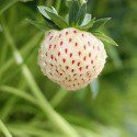 How to Grow Pineberries