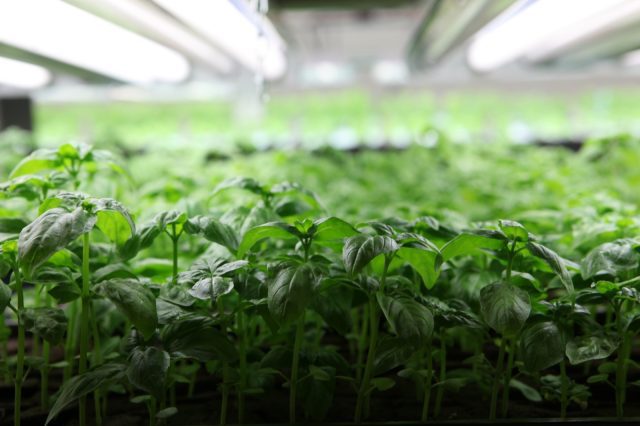 Post-Organic Procude: The Future of Pesticide-Free Food