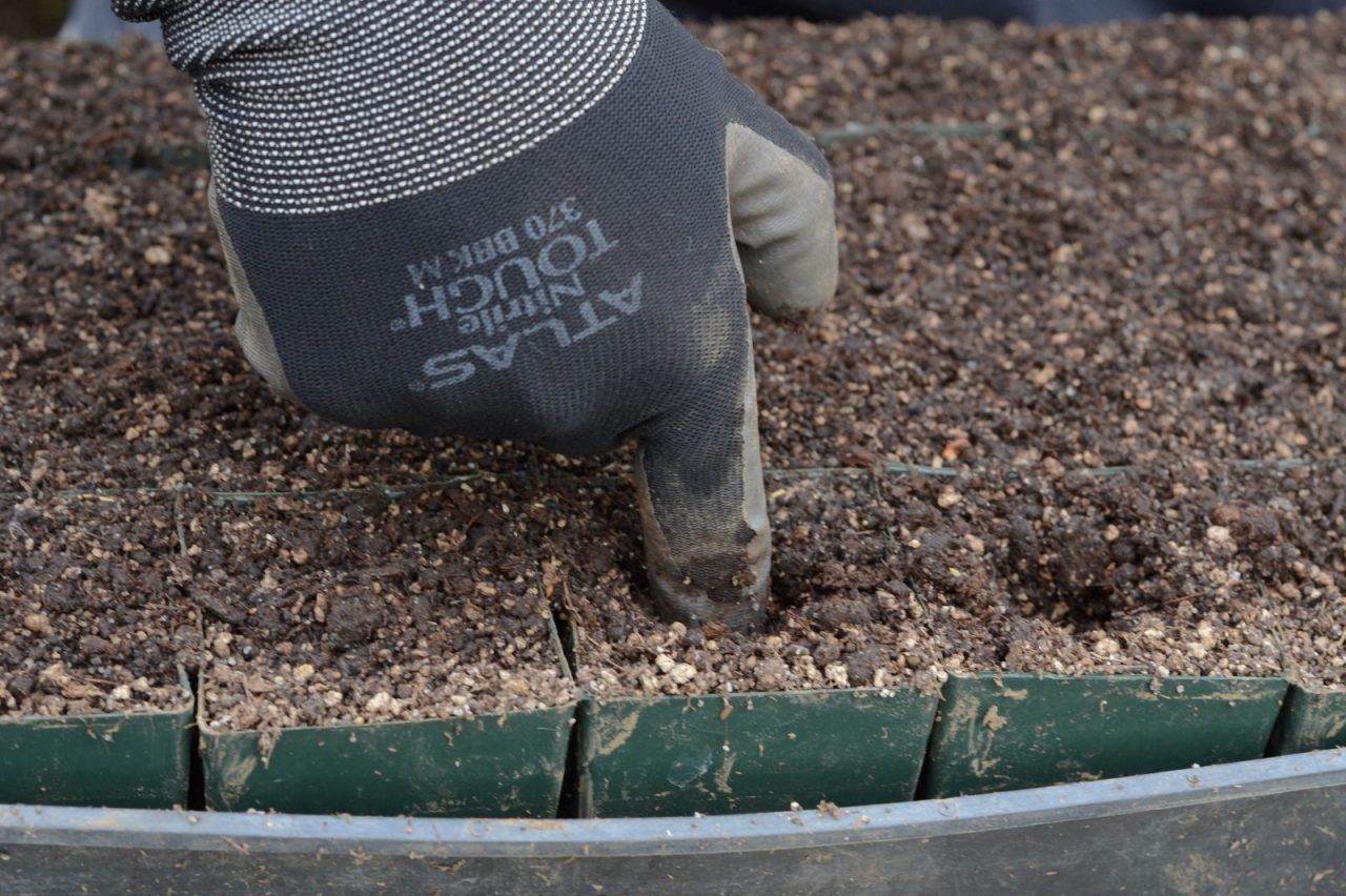 Properly Reusing Potting Soil is Smart