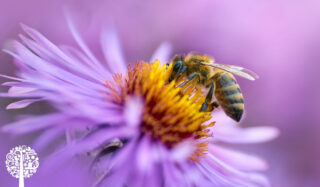 Una abeja melífera aterriza en medio de una flor morada.