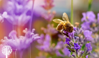 A honey bee sits on a purple flower in a field of other purple plants.