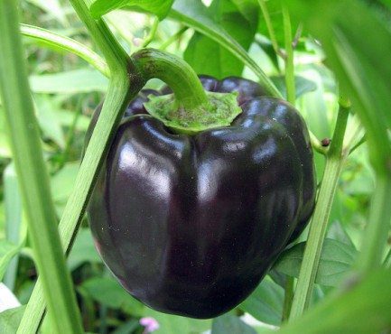 Purple Vegetables - Grow Your Own Medicine