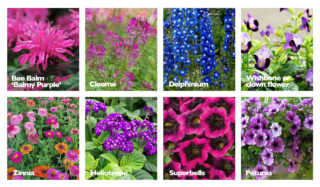 A range of purple annuals that are attractive to hummingbirds.