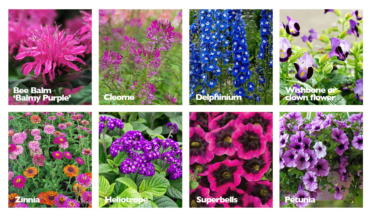 Purple Flowers To Please Pollinators | Garden Culture Magazine