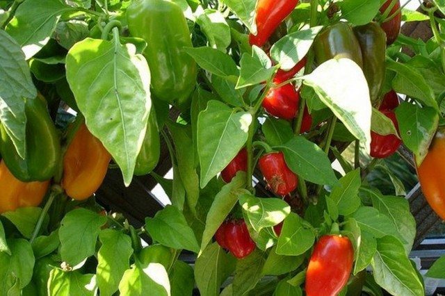 Quality Nutrients = Higher Production