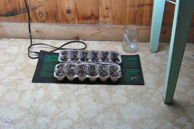 Recycled Seed Starters