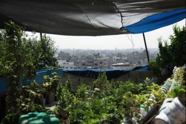 Rooftop Aquaponic Gardens in Gaza City