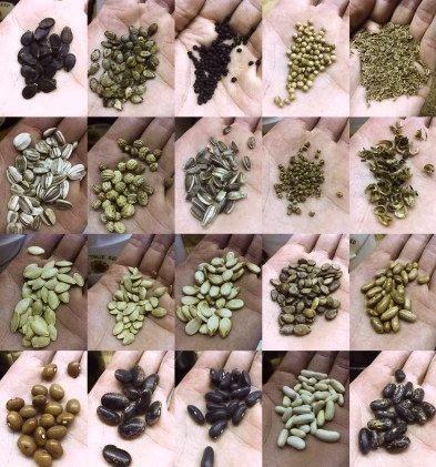 Patented Fruits & Vegetables: Seed Diversity Threatened