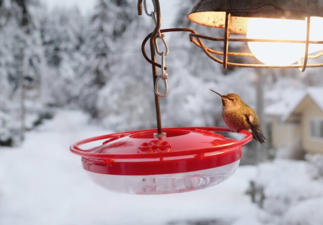 How To Keep Hummingbirds Well-Fed Throughout The Winter | Garden