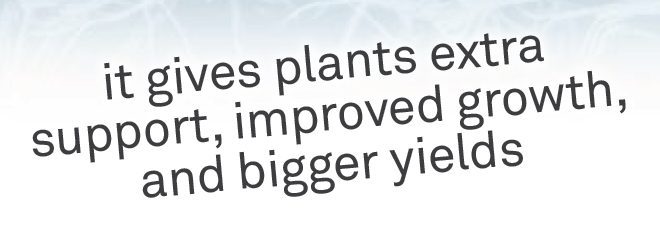 Silicon: Improves plant growth & harvest yield