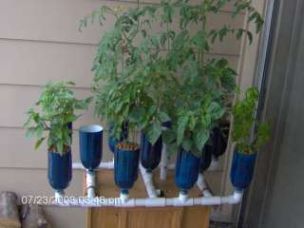 8 Ways to Grow In Coke Bottles