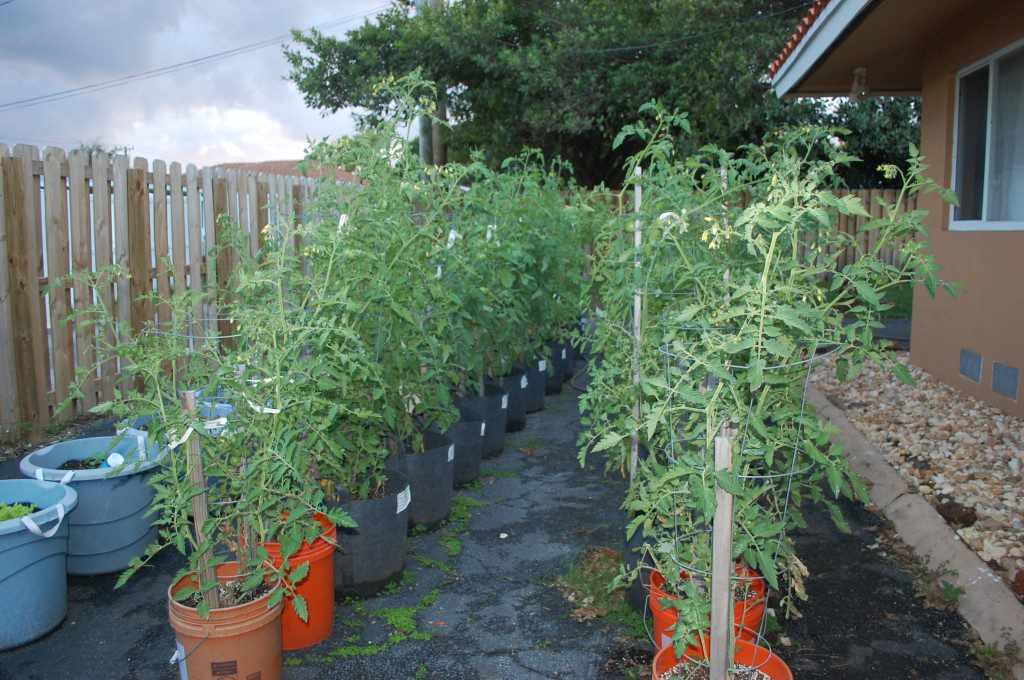 Smart Pots: Stronger Vegetable Plants & Better Harvests