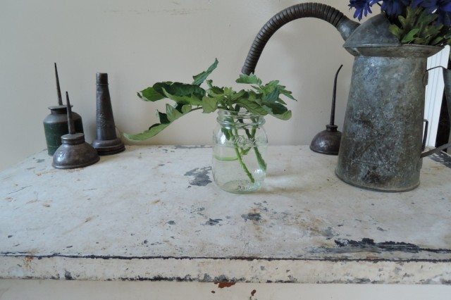 start-tomatoes-from-cuttings.2