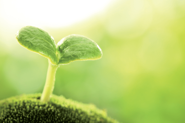 Start Plants for the Garden Indoors