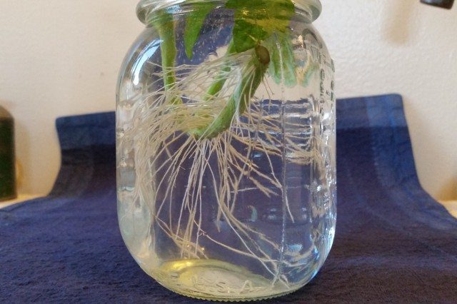 Starting Tomatoes from Cuttings