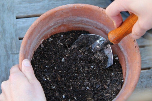Sterilizing Potting Soil: Is It Necessary?