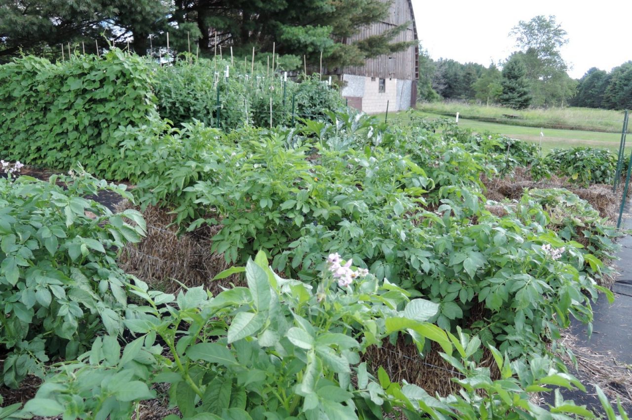 https://gardenculturemagazine.com/wp-content/uploads/straw-bale-garden-northern-michigan.jpg