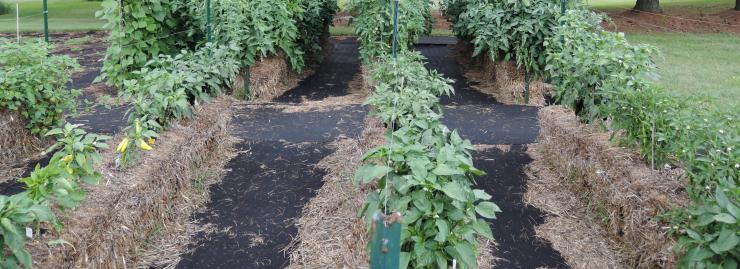 Straw Bale Garden Peppers - Early August