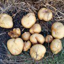 Straw Bale Garden Potatoes