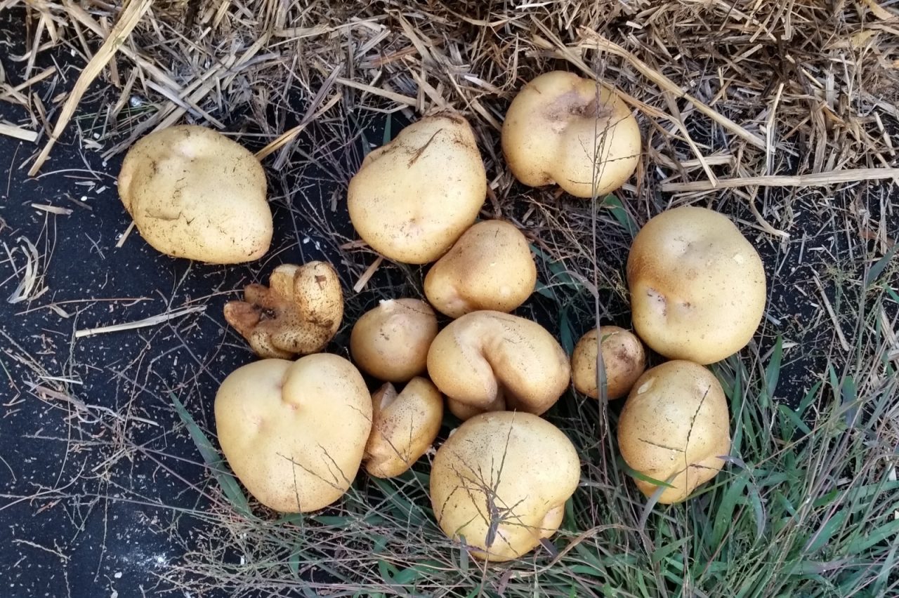 Straw Bale Garden Potatoes