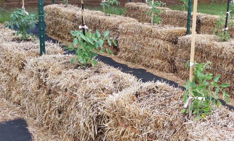 Straw Bale Garden with Compost Tea at 3 Weeks