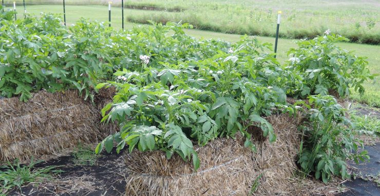 Straw Bale Gardening: Yukon Gold Potatoes