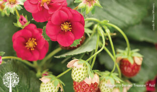 Strawberry plants with pink flowers and green leaves.