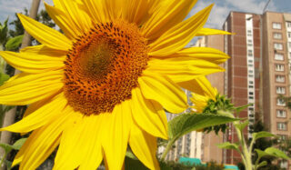 Large sunflower with a block of flats in the background.