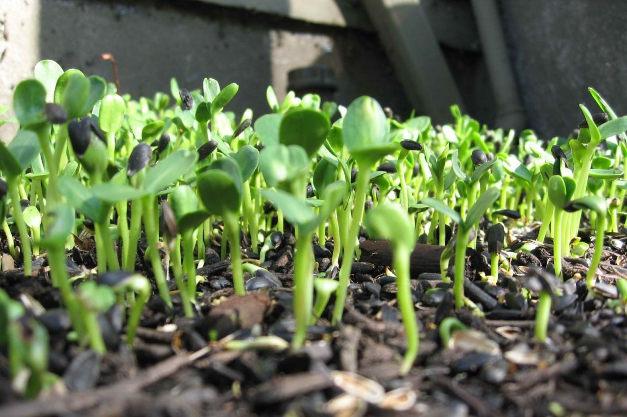 Grow Your Own Sunflower Greens Garden Culture Magazine
