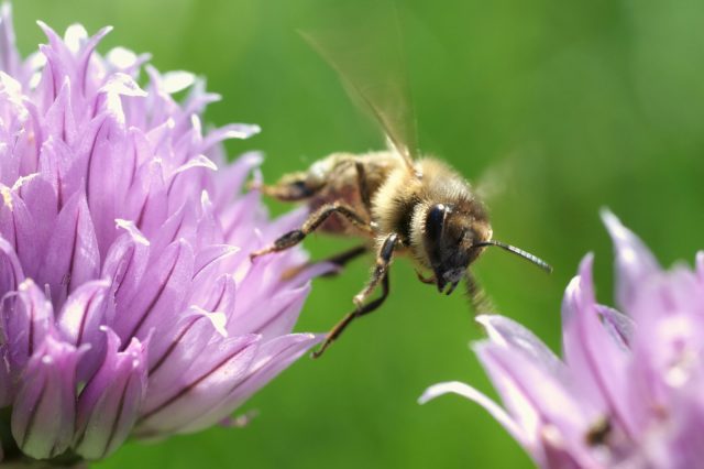 Surfactant Confirmed Honey Bee Killer