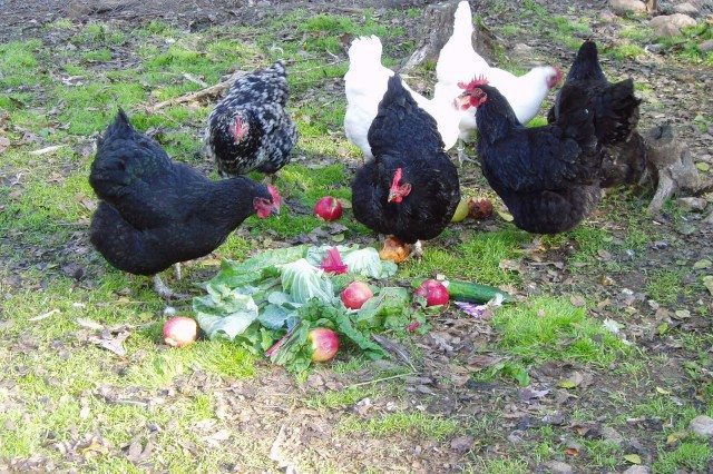 Sustainable Backyard Chickens: No Grain
