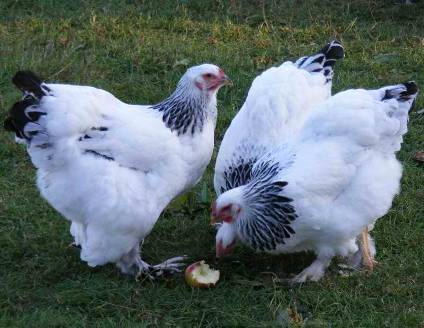 Totally Sustainable Chicken Raising