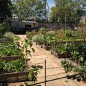Sustainable city food systems include strong urban agriculture