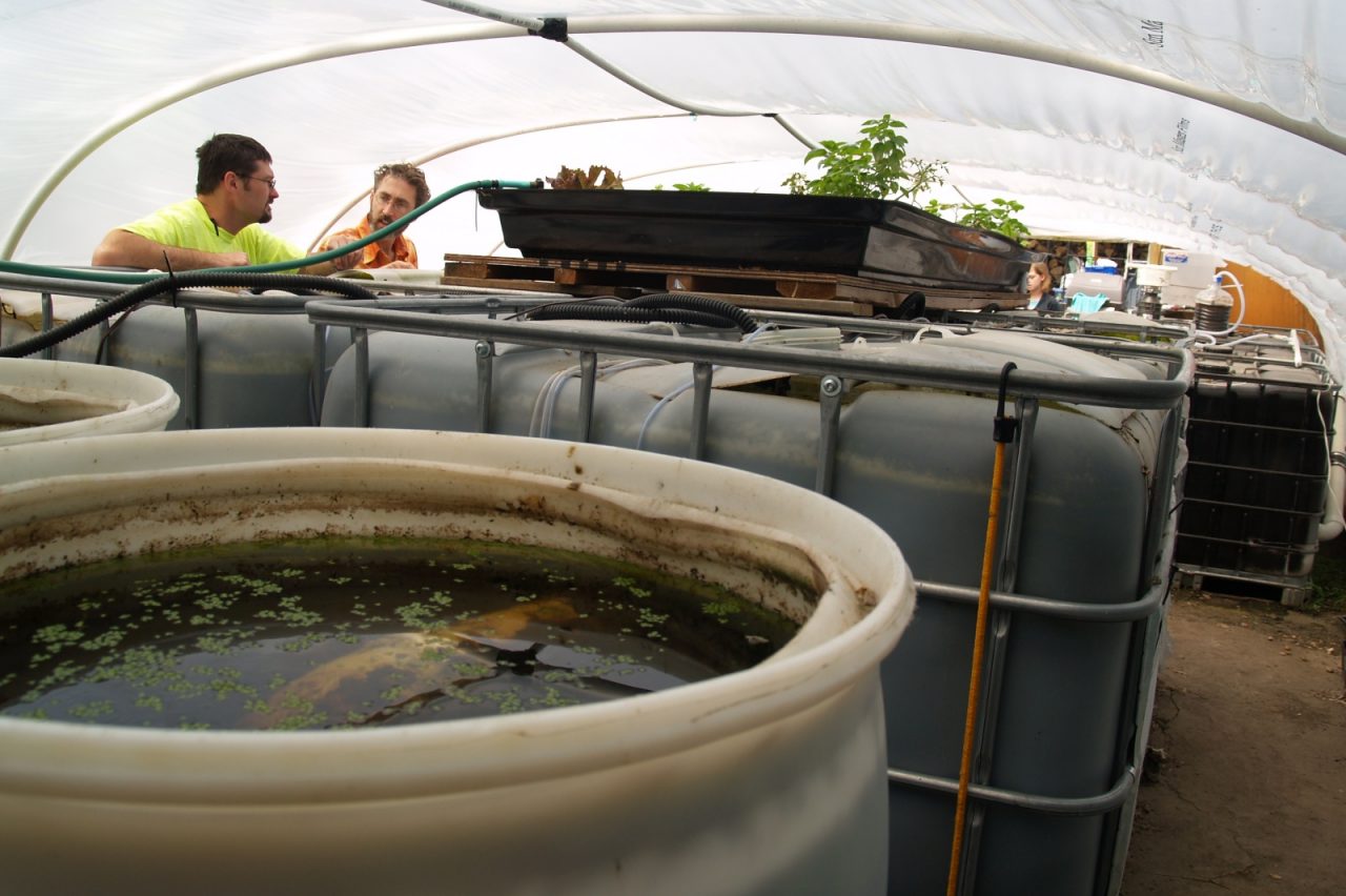 Locally Grown: Saltwater Shrimp Farming Indoors