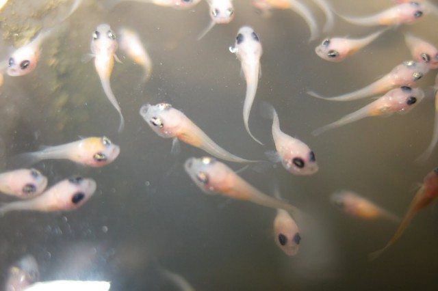 Tilapia Fry - Breed Your Own At Home