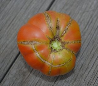 Any kind of cracking on your tomatoes is caused by too much water.