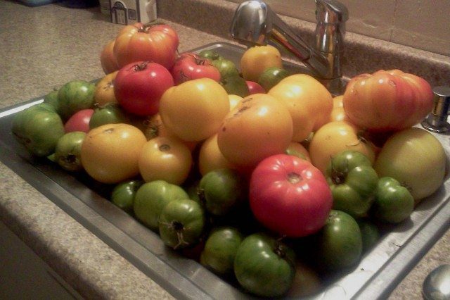 Another Sink-Full: Tomato Harvest