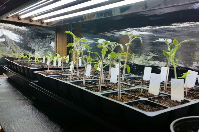 Tomatoes & Peppers giving your seed germination problems?