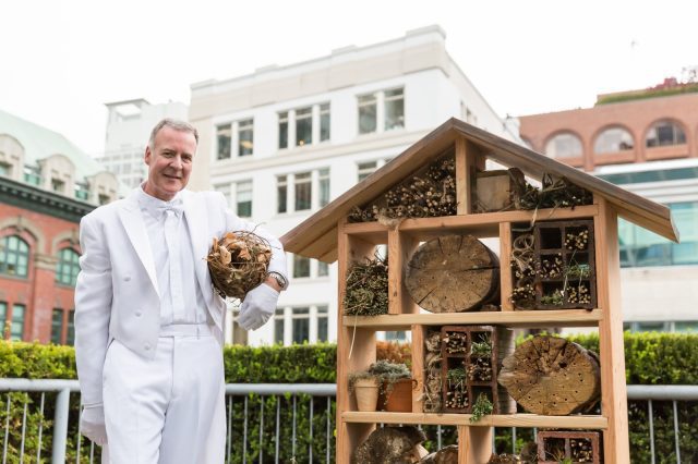 urban beekeeping