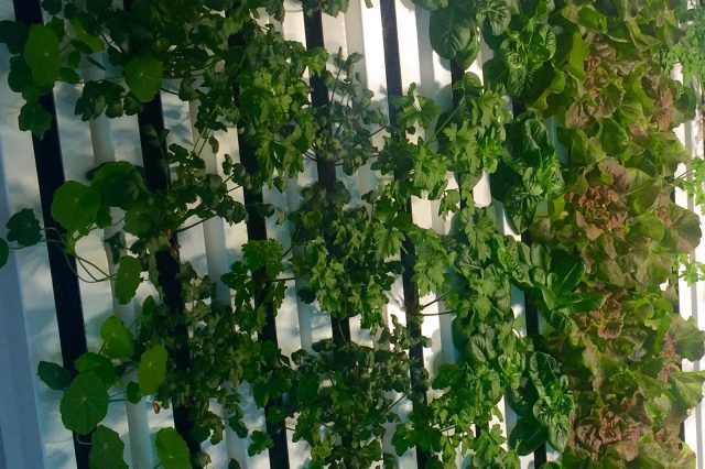 Urban Farm Accelerator: Kimbal Musk Shapes Future of Food