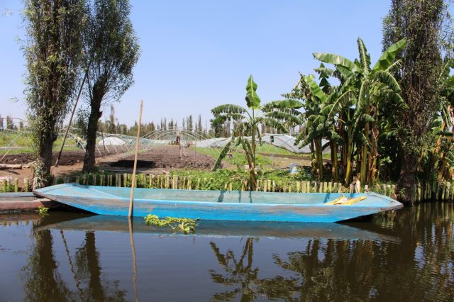 Urban Farming: Rescued Chinampas at Xochimilco