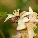 US Politics Outweigh Bee Protection