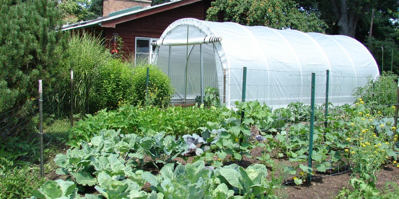 Vegetable Garden Layout Mistakes to Avoid | Garden Culture ...