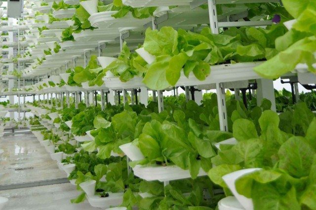 Large Scale Vertical Farming