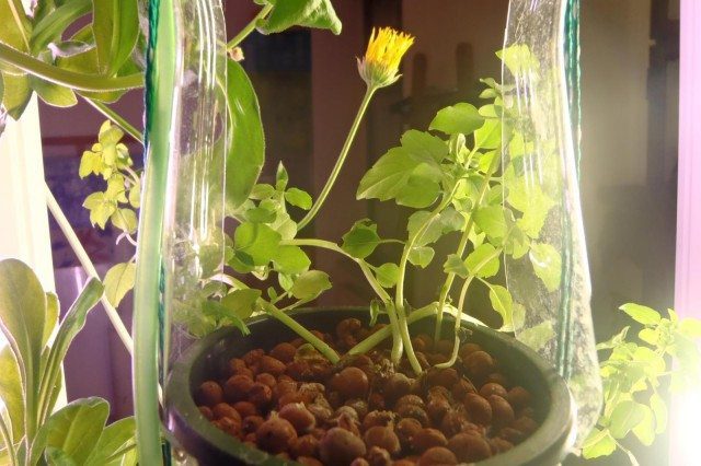 Vertical Gardening: Windowfarm